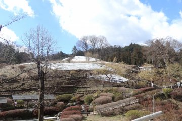 <p>ลาก่อนสวนพลัม Yoshino Baigo คงอีกนานถึงจะกลับมาสวยงามดังเดิม</p>